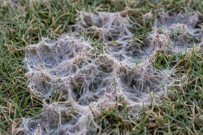 Snežná pleseň na trávniku - ako jej predchádzať a čo robiť, keď sa objaví