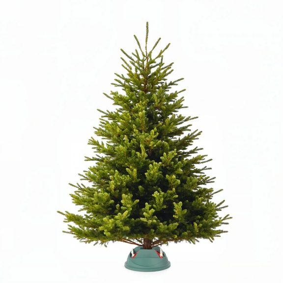 Prémiová kaukazská jedľa veľkosť XL