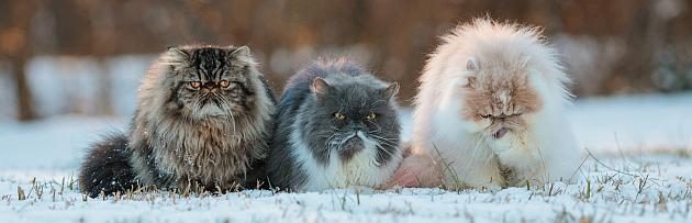 Mačací život v zime | HECHT.SK