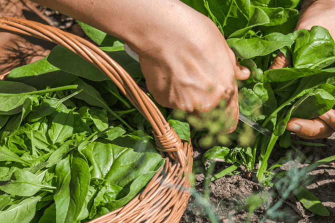 zber vyrasteného špenátu