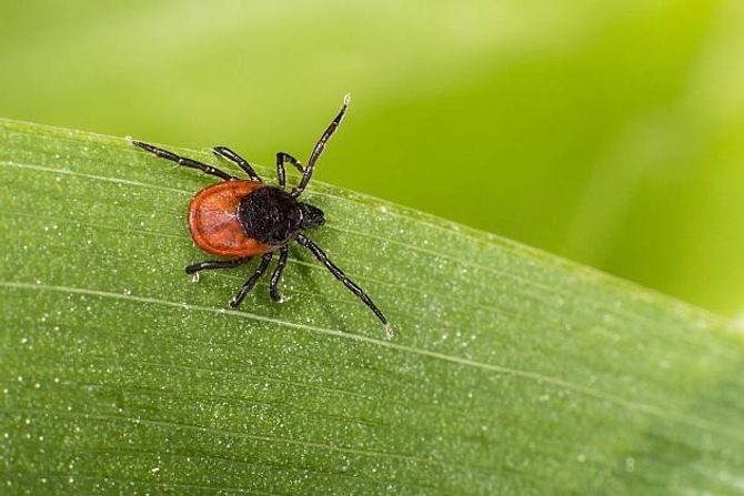 atribút opiát parazit kliešte v záhrade zalejte kvetinu moderátor vykonať