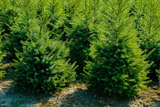 Kaukazská jedľa - vianočný stromček, ktorý vydrží najdlhšie