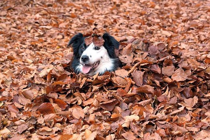 Jesenné aktivity so psom