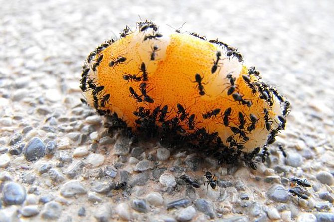 Ako sa zbaviť mravcov?