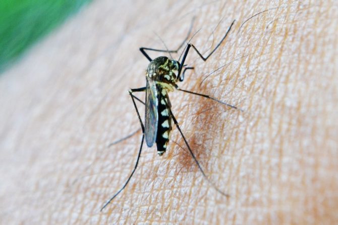 Zbavte sa komárov bez chémie