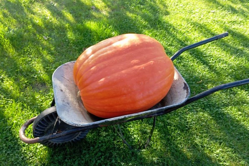 oranžová tekvica naložená na fúriku zaparkovanom na zelenej tráve
