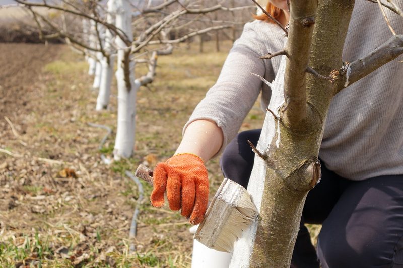 natieranie stromu vápnom