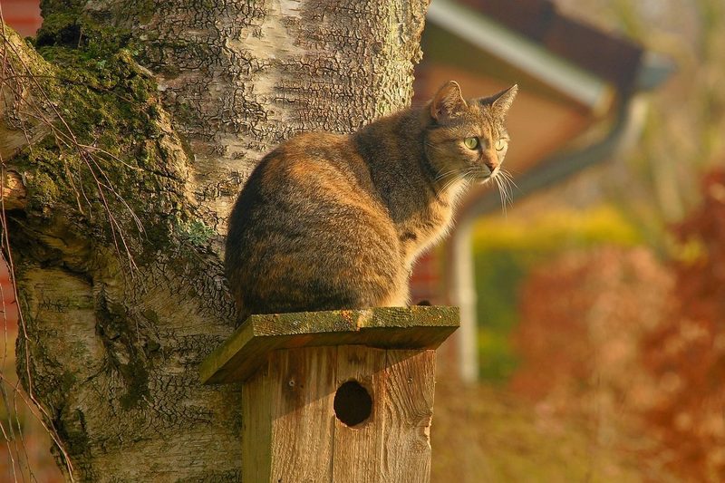 Mačka na búdke pre vtáky