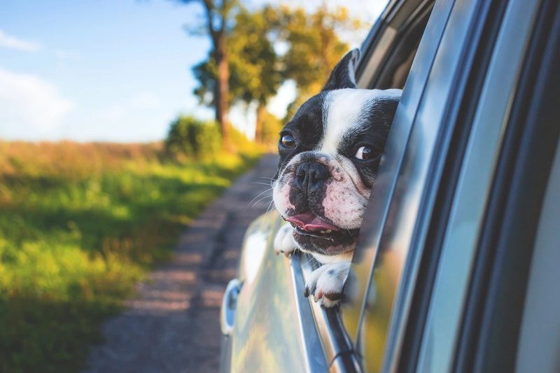 Pes vykúkajúci z okna s vyplazeným jazykom za jazdy v aute
