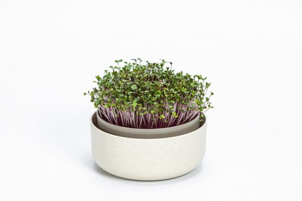 Levně miska ke klíčení d16x 7,7cm, SLON.KOST, MICROGREENS, plast