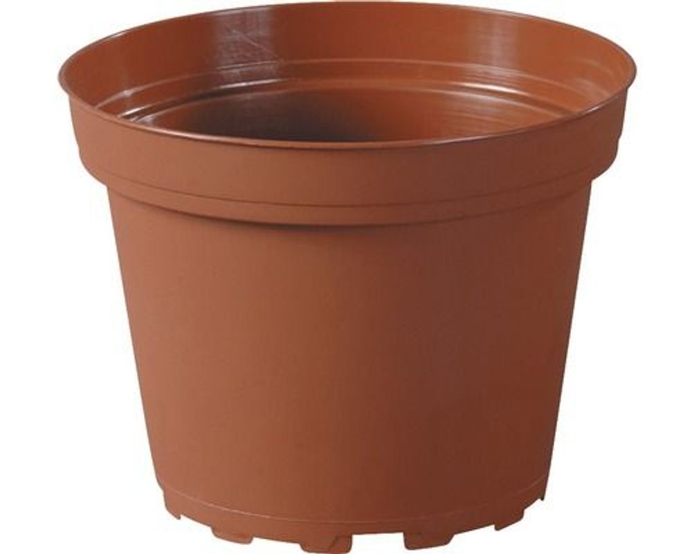Levně květ. d 6cm CLASSIC TOD/leh, 20 kusů