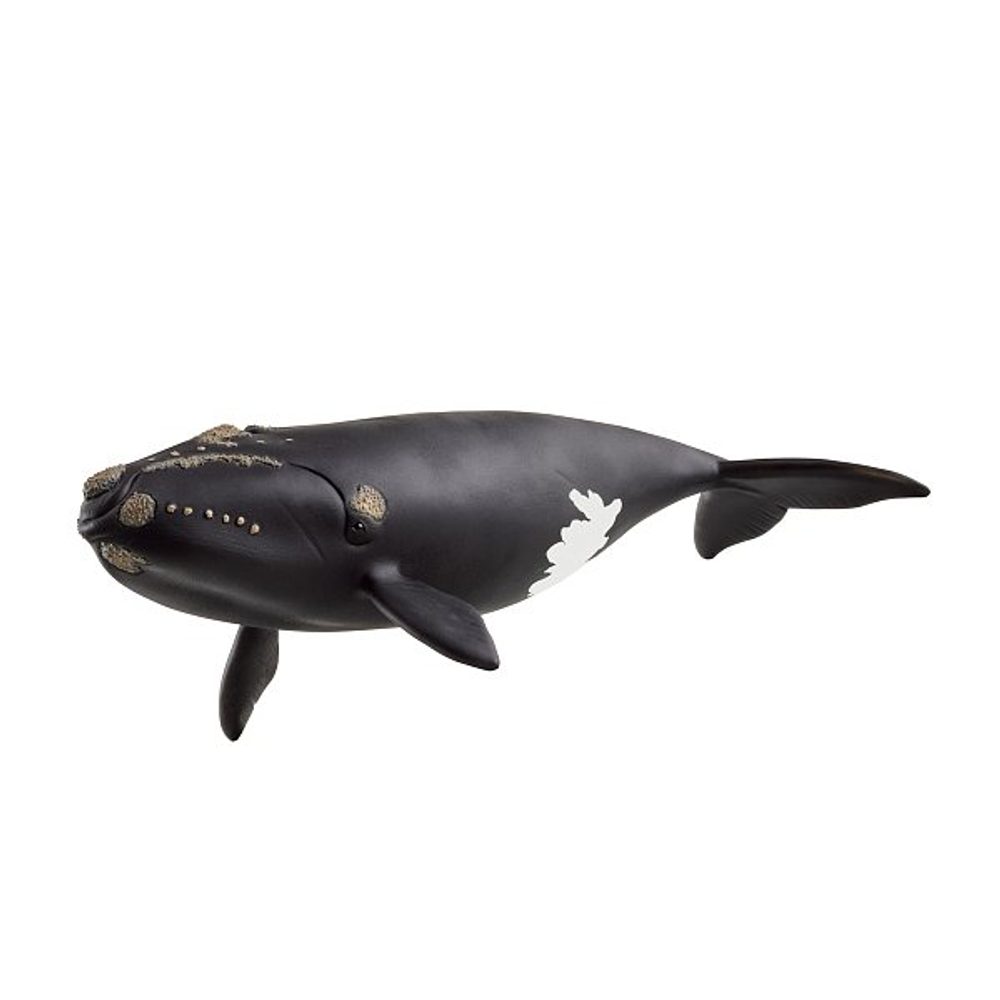 Levně SCHLEICH Zvířátko - Velryba severoatlantická