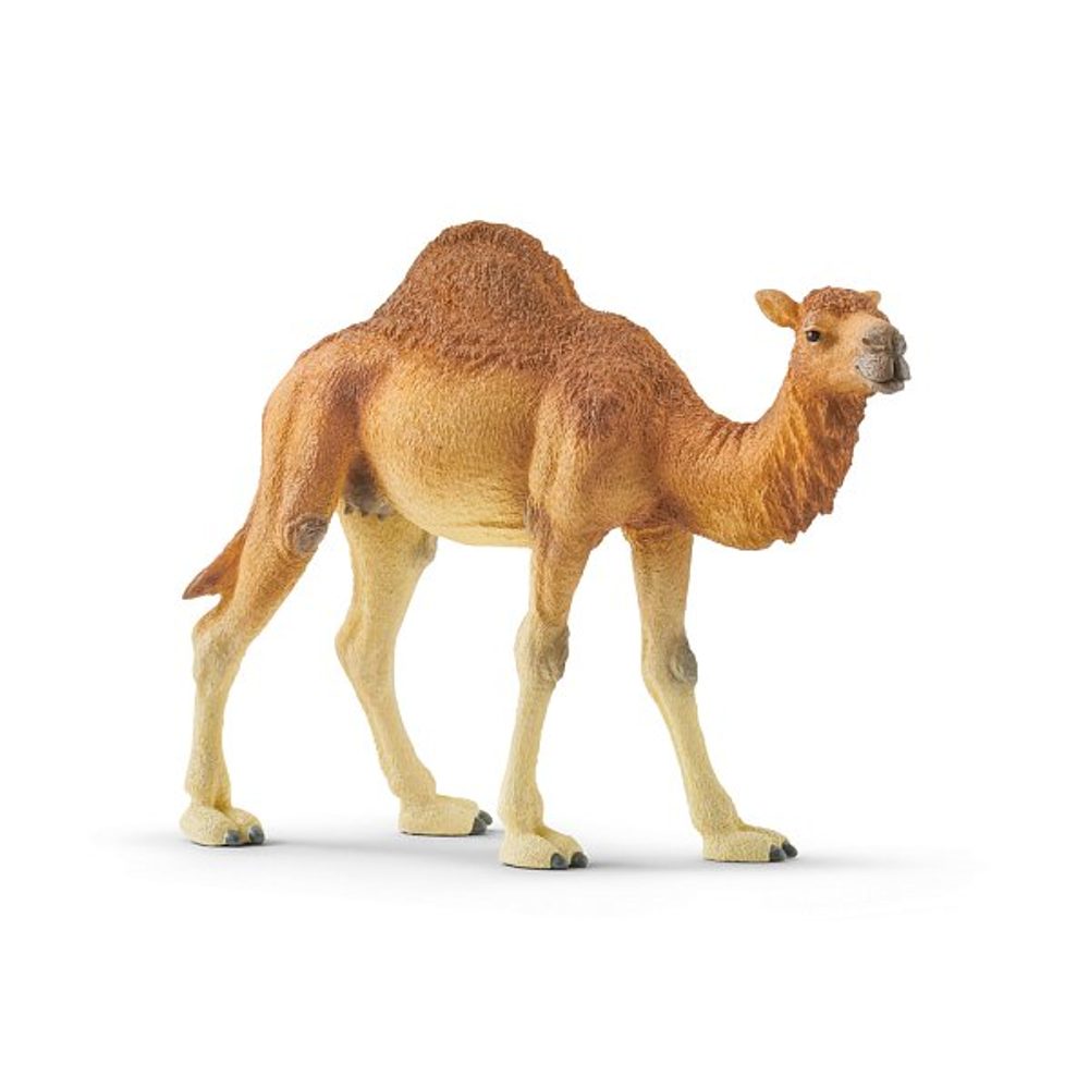Levně SCHLEICH Zvířátko - dromedár