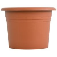 obal d30cm Narcis TER