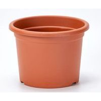 obal d40cm Narcis TER