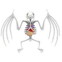 Objevuj Pitva Netopýra