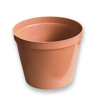 květ. d20cm Standard TER