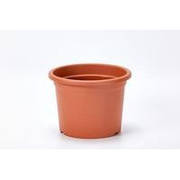 obal d31cm Narcis TER