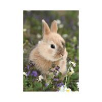 KRÁLÍČEK A MORČE 2x48 Puzzle FSC MIX