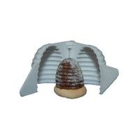 hnízdo úlek 1ks střední