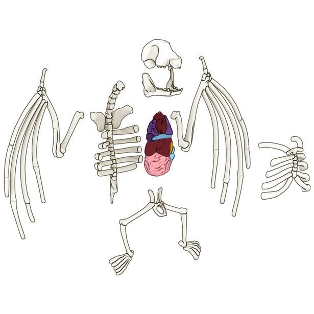 Objevuj Mini Laboratoř, 3 druhy