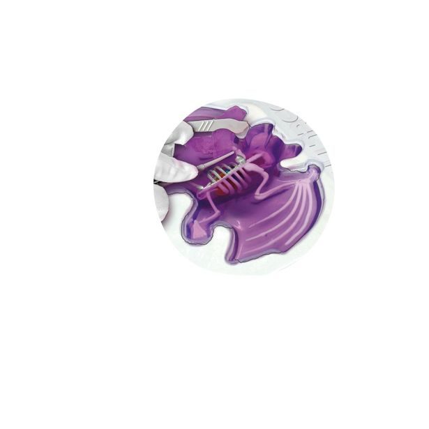 Objevuj Pitva Netopýra