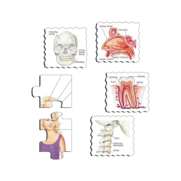 NAŠE TĚLO 35 d. EDU Puzzle