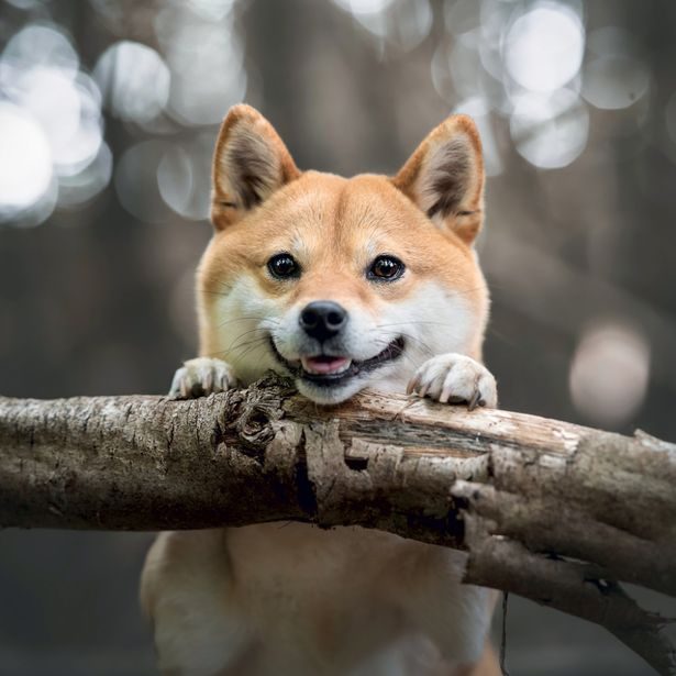 NOTIQUE Poznámkový kalendář Happy Doge 2027, 30 x 30 cm