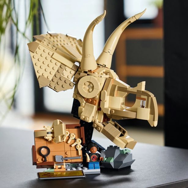 Dinosauří fosilie: Lebka triceratopse