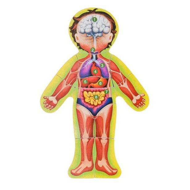 Puzzle - lidské tělo