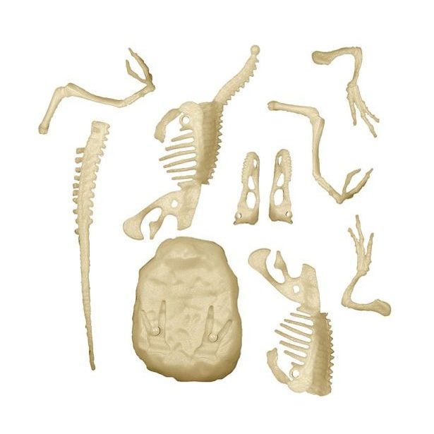 Vykopávky - Velociraptor