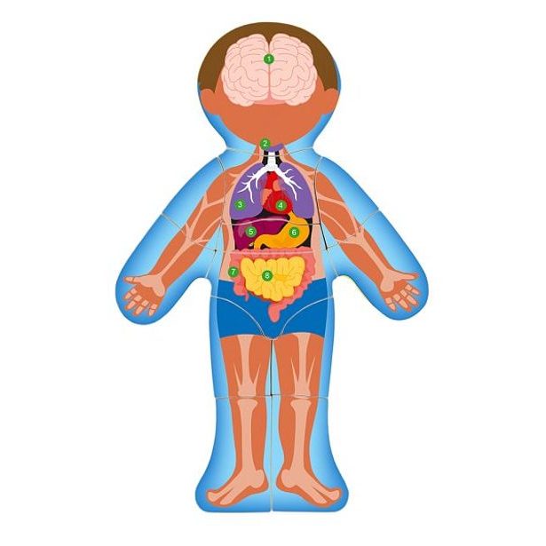 Puzzle "Lidské tělo" - Kluk SK