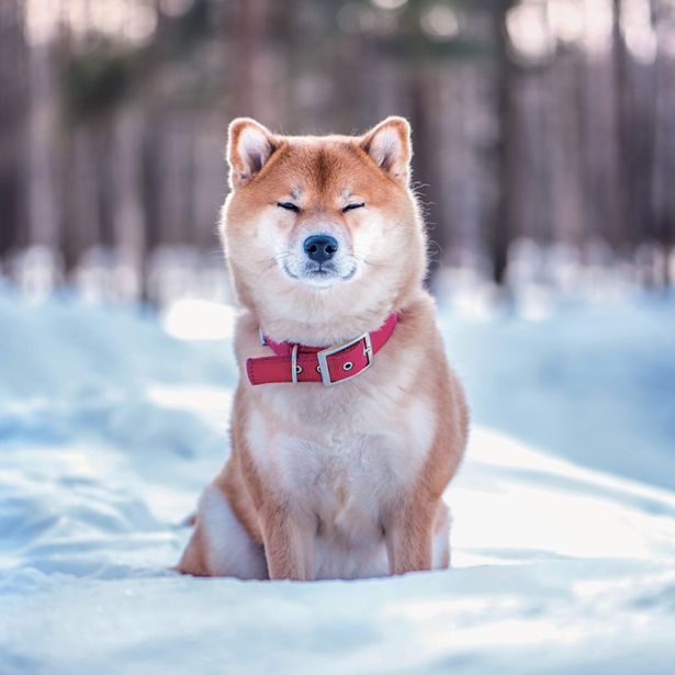 NOTIQUE Poznámkový kalendář Happy Doge 2027, 30 x 30 cm