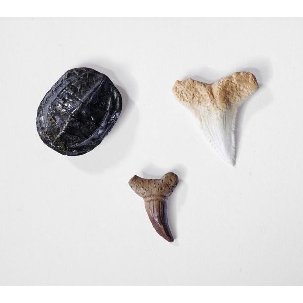 Sada na vykopávání dinosaura, 3 druhy