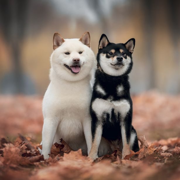 NOTIQUE Poznámkový kalendář Happy Doge 2027, 30 x 30 cm