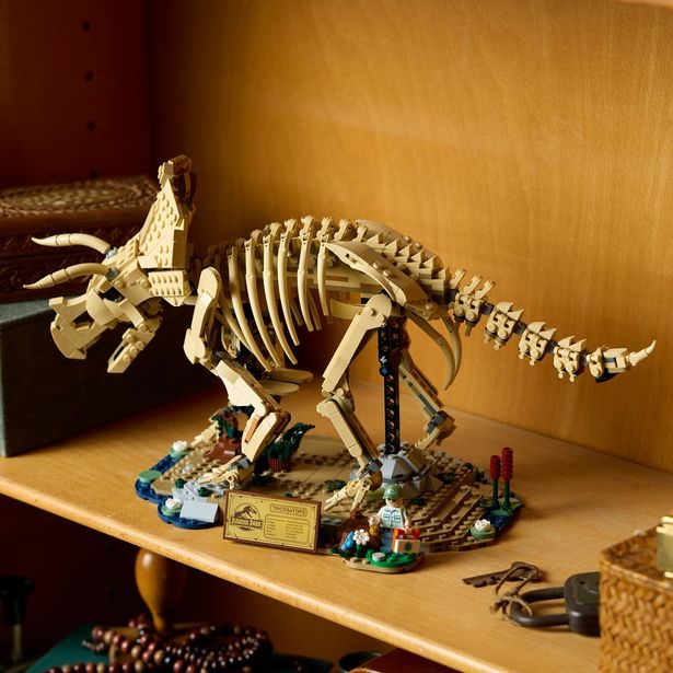 Dinosauří fosilie: Triceratops
