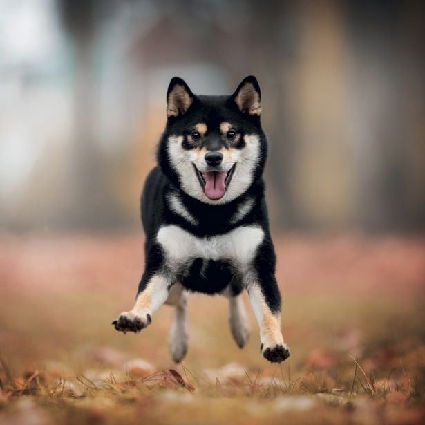 NOTIQUE Poznámkový kalendář Happy Doge 2027, 30 x 30 cm