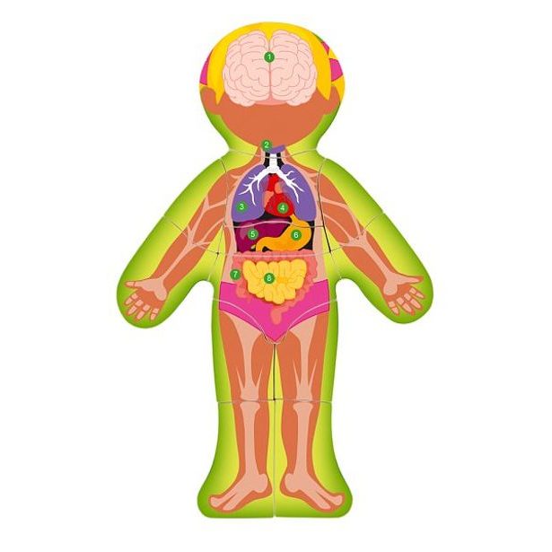 Puzzle "Lidské tělo" - Holka SK