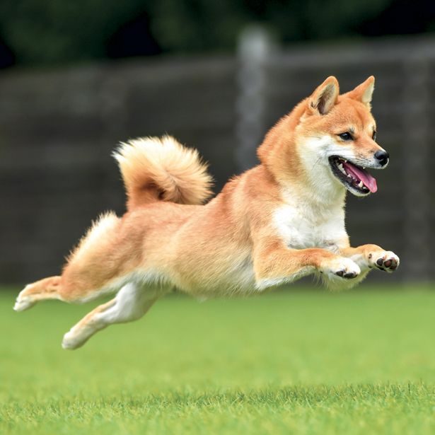 NOTIQUE Poznámkový kalendář Happy Doge 2027, 30 x 30 cm