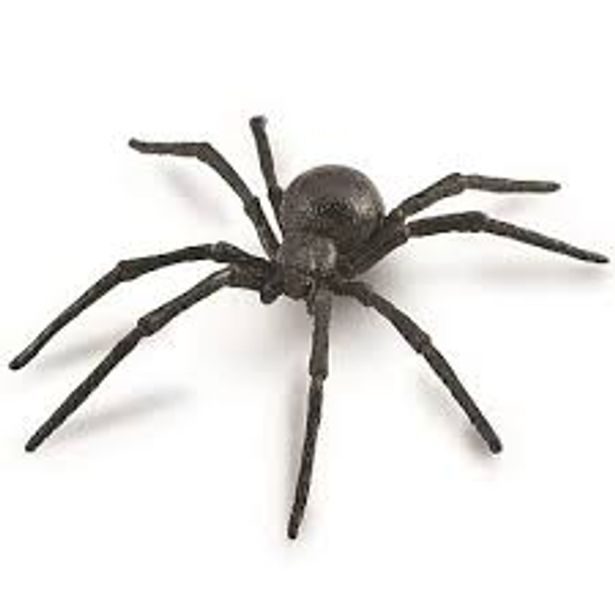 Snovačka jedovatá (černá vdova)