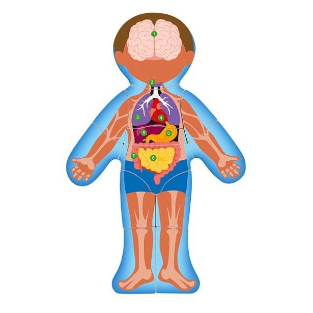 Puzzle "Lidské tělo" - Kluk CZ