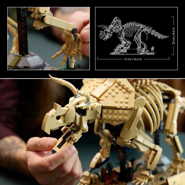 Dinosauří fosilie: Triceratops