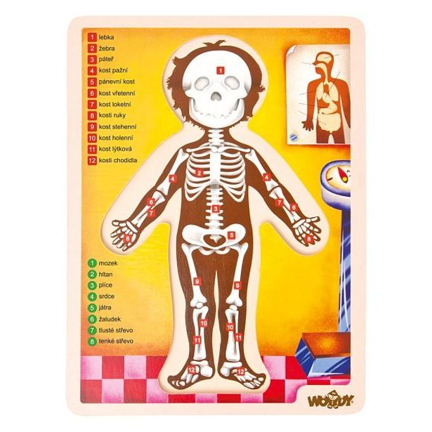 Puzzle - lidské tělo