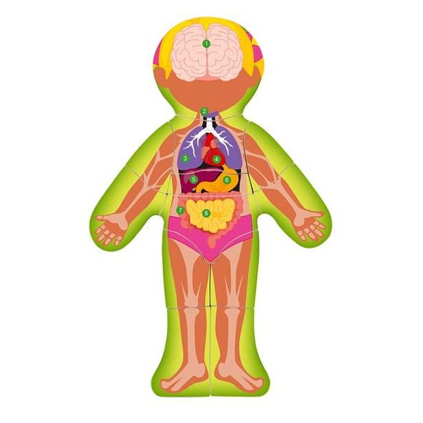 Puzzle "Lidské tělo" - Holka CZ