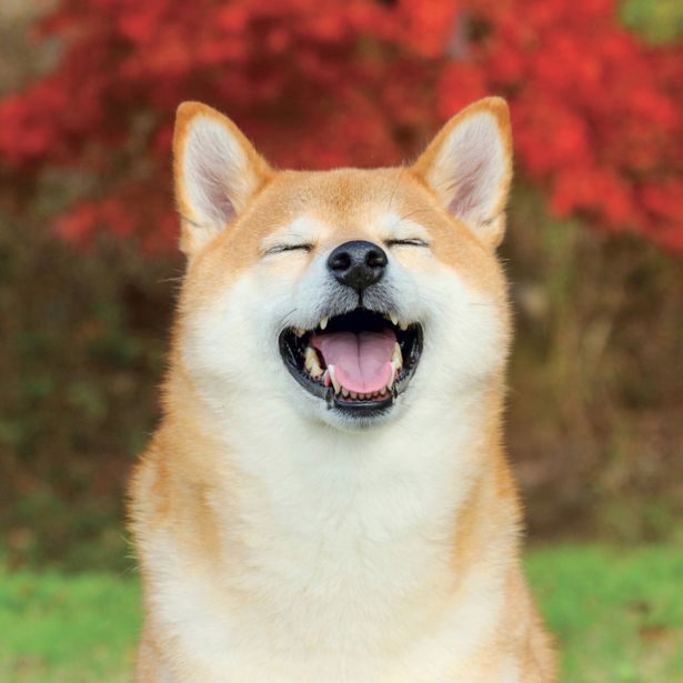 NOTIQUE Poznámkový kalendář Happy Doge 2027, 30 x 30 cm
