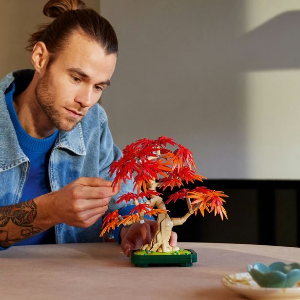 Bonsaj – Japonský červený javor