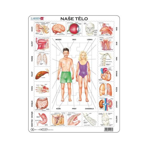 NAŠE TĚLO 35 d. EDU Puzzle