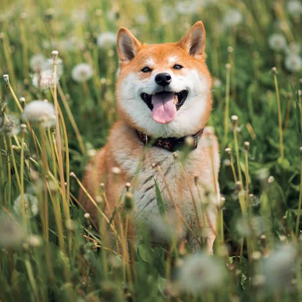 NOTIQUE Poznámkový kalendář Happy Doge 2027, 30 x 30 cm