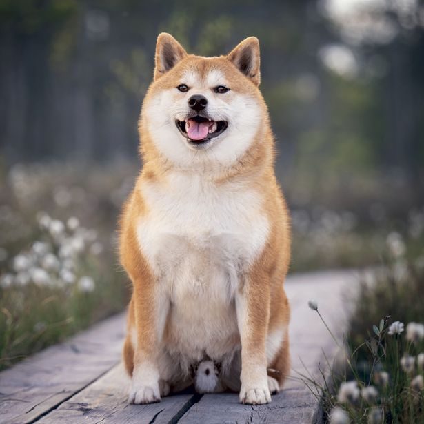 NOTIQUE Poznámkový kalendář Happy Doge 2027, 30 x 30 cm