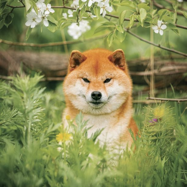 NOTIQUE Poznámkový kalendář Happy Doge 2027, 30 x 30 cm